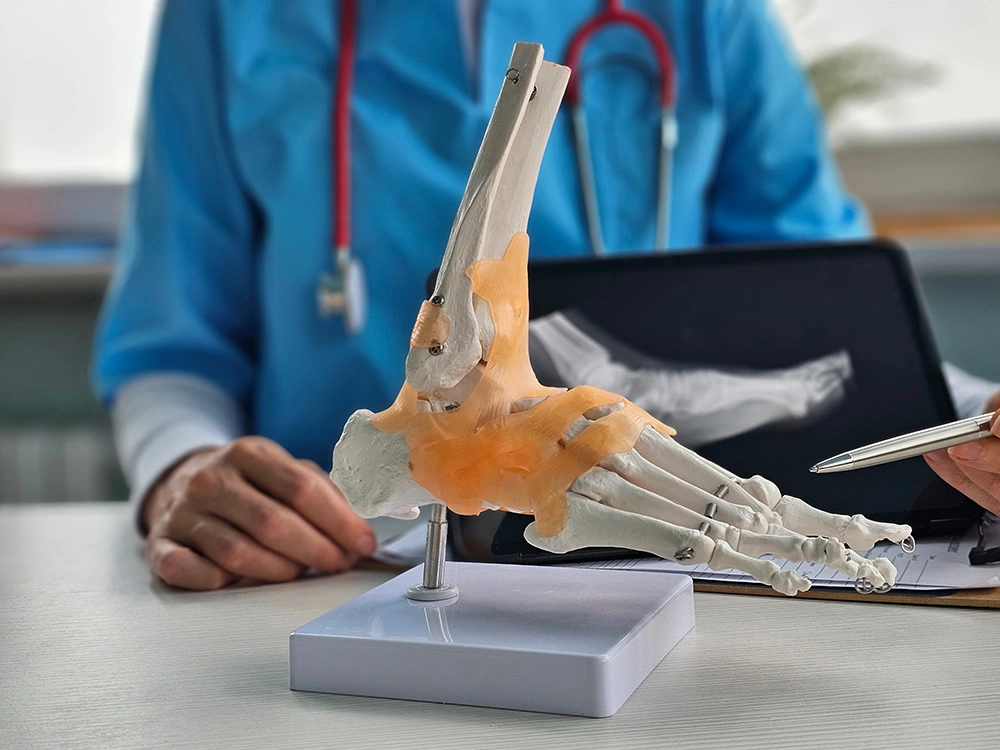 Foot and ankle doctor with a foot anatomy model during a consultation.   